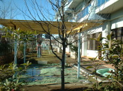 校庭の植木